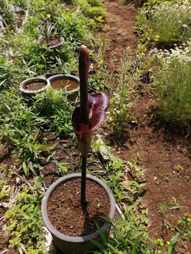 こんにゃくの花