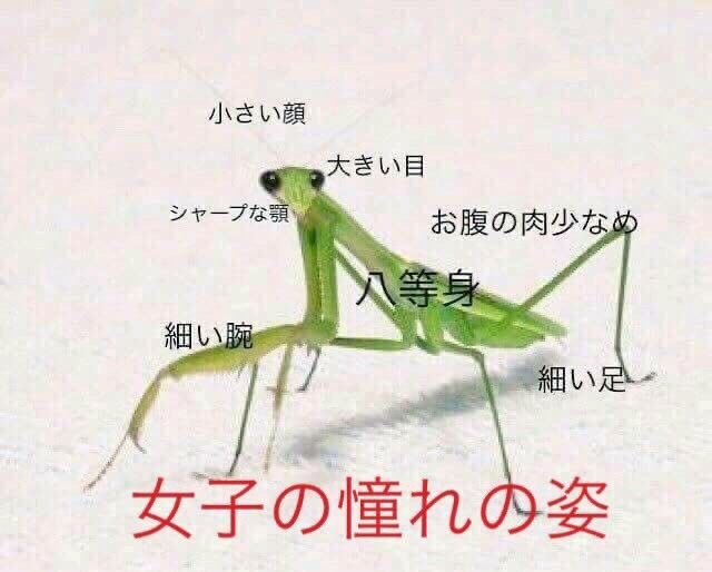 蟷螂（カマキリ）志願